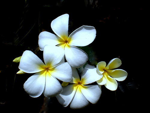 Plumeria Alba / White Frangipani / West Indian Jasmine / Fam Apocynaceae